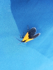 Lycomorpha pholus