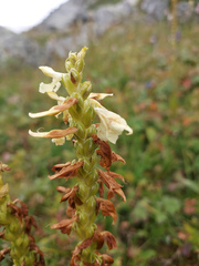 Pedicularis proboscidea