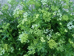 Cnidium japonicum