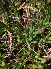 Carpobrotus edulis