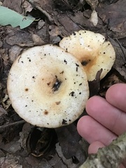 Lactarius pubescens