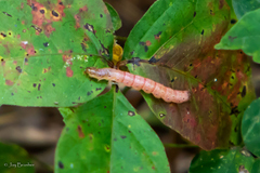 Morrisonia confusa