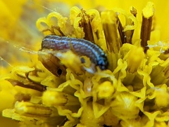 Homoeosoma electella