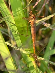 Nephrotoma ferruginea