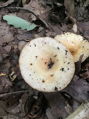 Lactarius pubescens