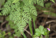 Anthriscus caucalis