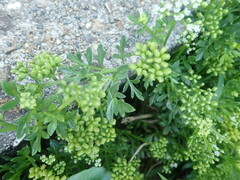 Cnidium japonicum