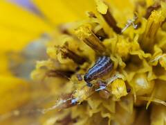 Homoeosoma electella