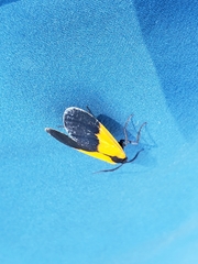 Lycomorpha pholus