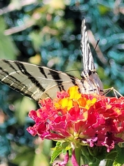 Iphiclides podalirius