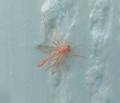 Ophioninae