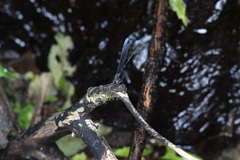 Psolodesmus mandarinus mandarinus