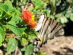 Iphiclides podalirius