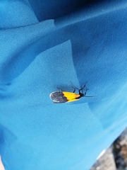 Lycomorpha pholus