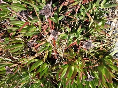 Carpobrotus edulis