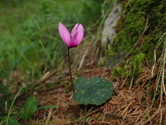 Cyclamen purpurascens