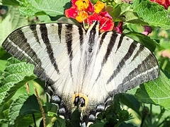 Iphiclides podalirius