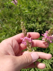Onobrychis viciifolia