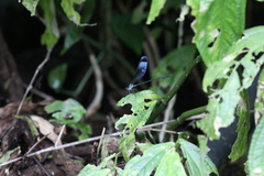 Psolodesmus mandarinus mandarinus