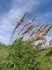Onobrychis viciifolia