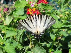 Iphiclides podalirius