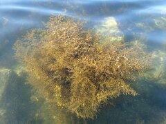 Sargassum