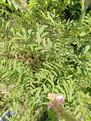 Onobrychis viciifolia