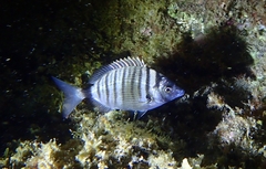 Diplodus puntazzo