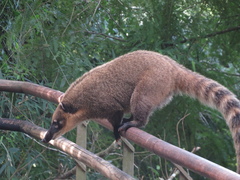 Nasua nasua