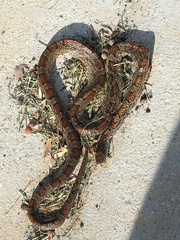 Pantherophis guttatus