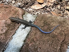 Plestiodon inexpectatus