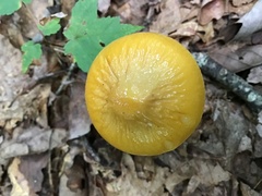 Pluteus chrysophlebius