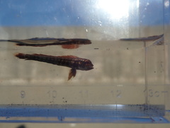 Coryphaena