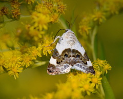 Acontia lucida