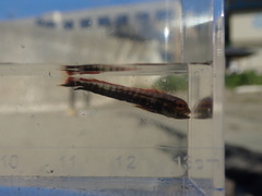 Coryphaena