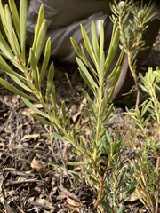 Leucadendron salignum