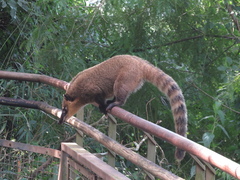 Nasua nasua