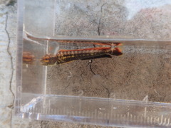 Coryphaena