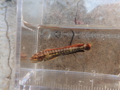 Coryphaena