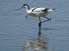 Recurvirostra avosetta