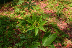 Paris polyphylla
