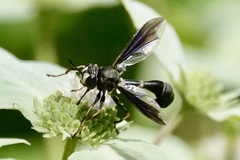 Physocephala tibialis