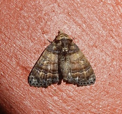 Chlumetia transversa