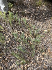 Leucadendron salignum