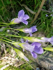 Gentianeae