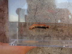 Coryphaena