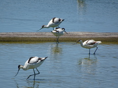 Recurvirostra avosetta