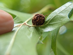 Dryocosmus quercuspalustris