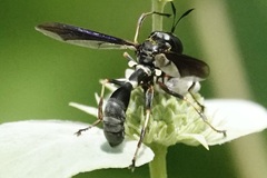 Physocephala tibialis