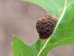 Dryocosmus quercuspalustris